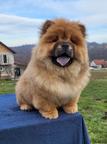 Chow Chow male puppies for sale!