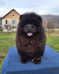 Chow Chow male puppies for sale!