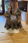 Bedlington terrier - štěně