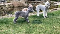 Bedlington terrier - štěně