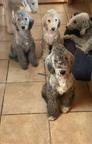 Bedlington terrier - štěně