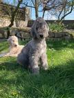Bedlington terrier - štěně
