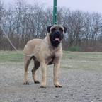 Bullmastiff