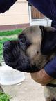 Bullmastiff