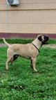 Bullmastiff