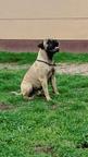 Bullmastiff