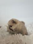Pomeranian female