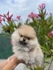 Pomeranian female