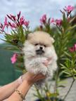 Pomeranian female