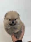 Pomeranian female