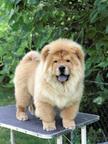Chow Chow Puppies for sale