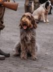Spinone italiano