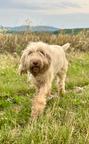Spinone italiano