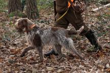 Spinone italiano