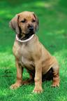 Rhodesian ridgeback