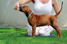 Rhodesian ridgeback