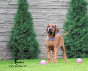 Rhodesian ridgeback