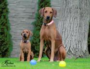 Rhodesian ridgeback