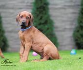 Rhodesian ridgeback