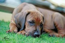 Rhodesian ridgeback