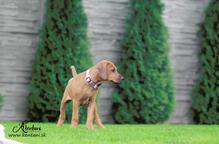 Rhodesian ridgeback