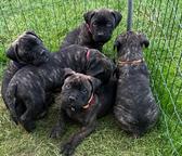 Šteniatka Bullmastiff