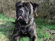 Šteniatka Bullmastiff