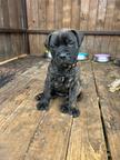 Šteniatka Bullmastiff