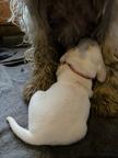 Taliansky Spinone