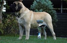 English Mastiff