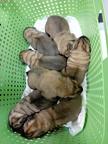 English Mastiff