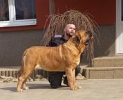 English Mastiff