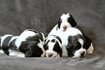 šteniatka anglického špringeršpaniela s preukazom pôvodu (PP)