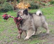 Německý špic vlčí / keeshond štěňata s PP