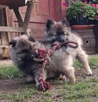 Německý špic vlčí / keeshond štěňata s PP