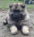 Německý špic vlčí / keeshond štěňata s PP