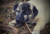 KANGAL – čistokrvné šteniatka s PP FCI