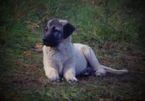 KANGAL – čistokrvné šteniatka s PP FCI