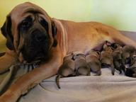 Englantilainen mastiffi