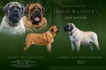 Englantilainen mastiffi