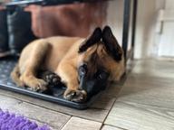 Belgický ovčiak malinois