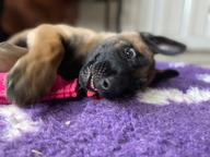 Belgický ovčiak malinois