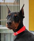 Doberman FCI