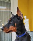 Doberman FCI