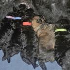 Predám šteniatka flanderského bouviera