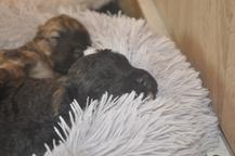 Predám šteniatka flanderského bouviera