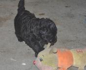 Predám šteniatka flanderského bouviera