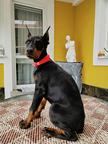 Doberman šteniatka FCI