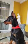 Doberman šteniatka FCI