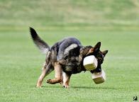 Nemecký ovčiak štenata s pp